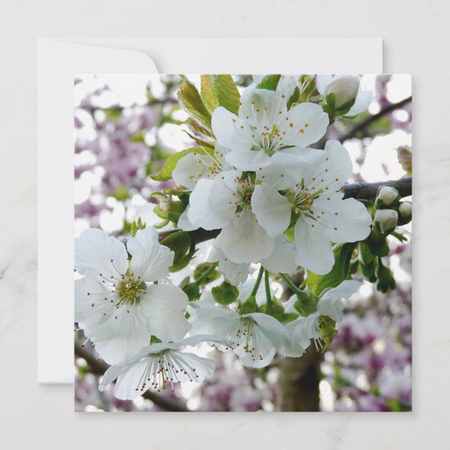 Cherry Blommar (Framsida)