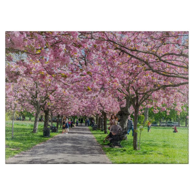 Cherry blommar (Framsidan)