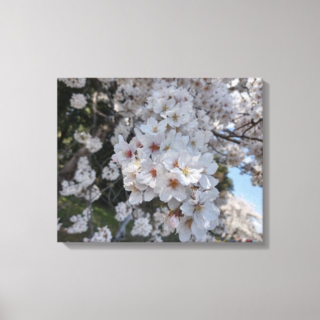 CHERRY-BLOMMAR #2 PÅ CANVAS 20 "x 16" (Framsida)