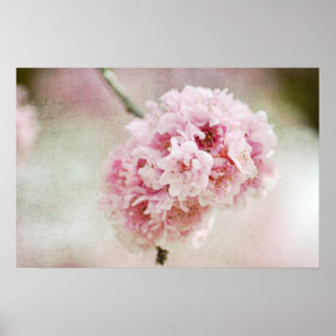 Cherry Blommar Botanical Poster