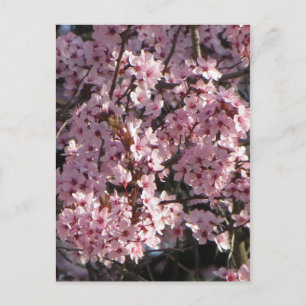 Cherry Blommar Bundle Vykort
