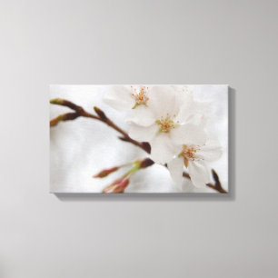 Cherry Blommar Canvas Art