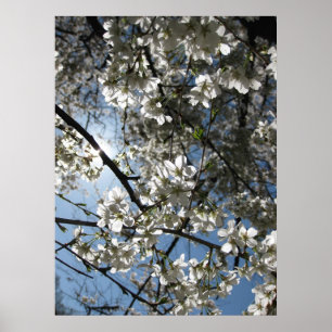 Cherry Blommar Equinox, skriv ut Poster