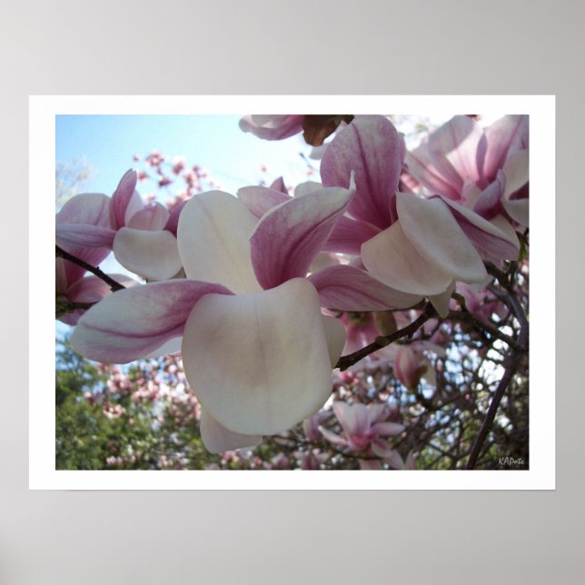 Cherry Blommar Flower Poster (Framsidan)