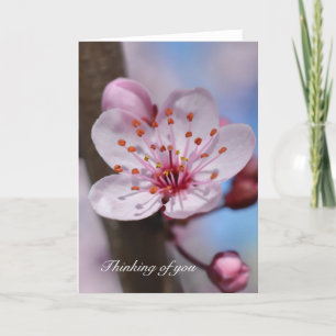 Cherry Blommar Flower Thinking av dig Kort