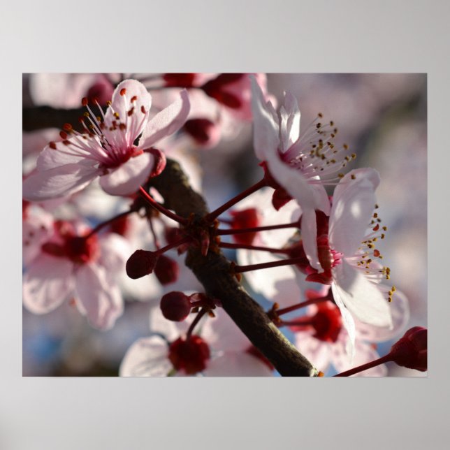 Cherry Blommar Flowers Poster (Framsidan)
