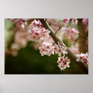 Cherry Blommar Flowers Poster