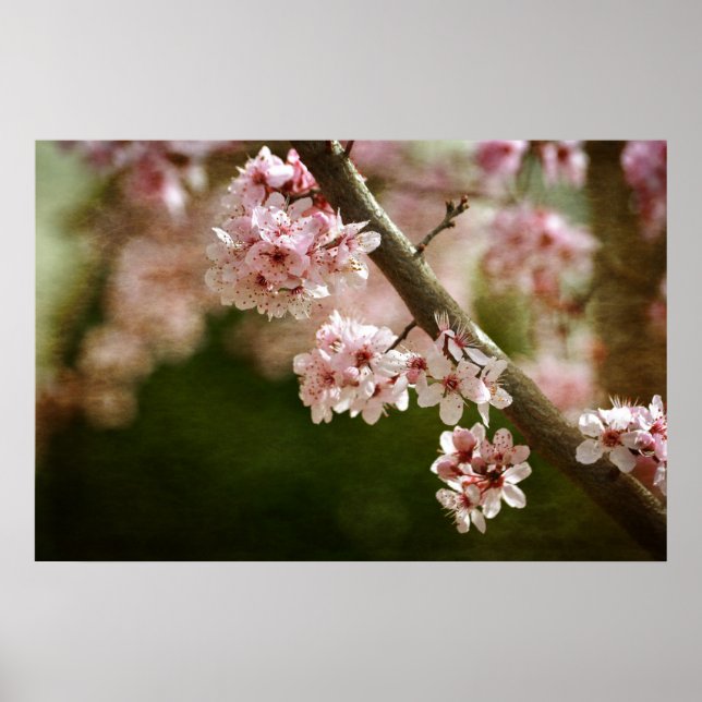Cherry Blommar Flowers Poster (Framsidan)