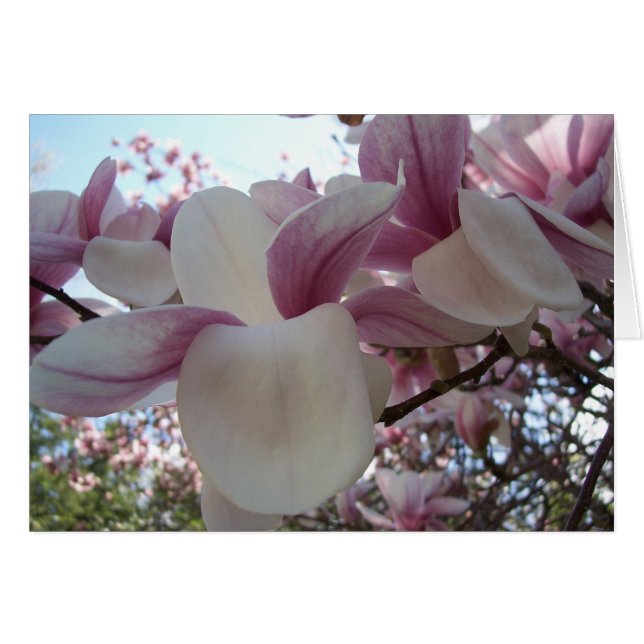 Cherry Blommar Hälsningskort (Framsidan Horizontal)