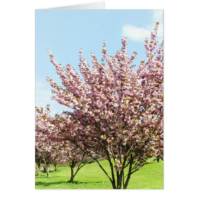 Cherry Blommar Hälsningskort (Framsidan)