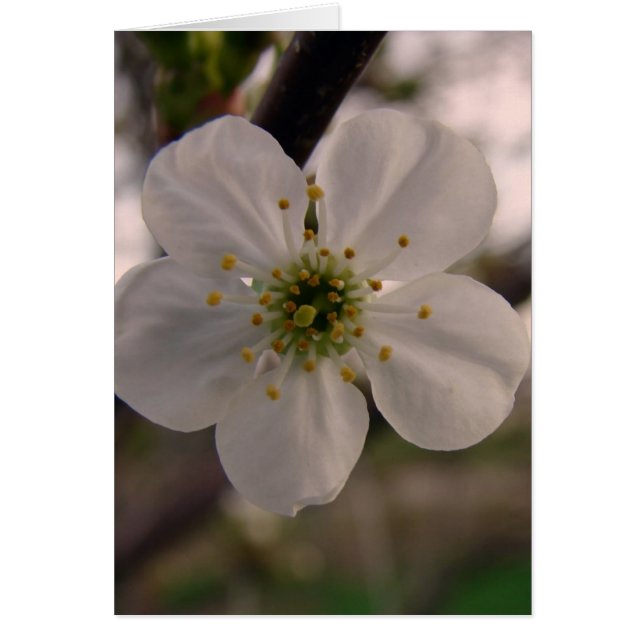 Cherry Blommar Hälsningskort (Framsidan)