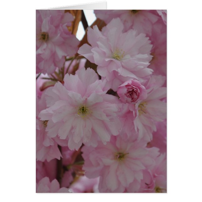 Cherry Blommar Hälsningskort (Framsidan)