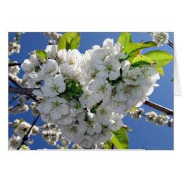 Cherry blommar hjärta hälsningskort