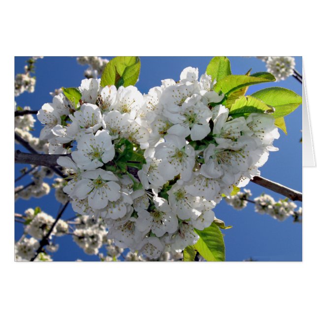 Cherry blommar hjärta hälsningskort (Framsidan Horizontal)