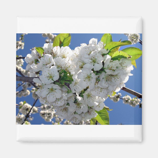 Cherry blommar hjärta magnet (Framsidan)