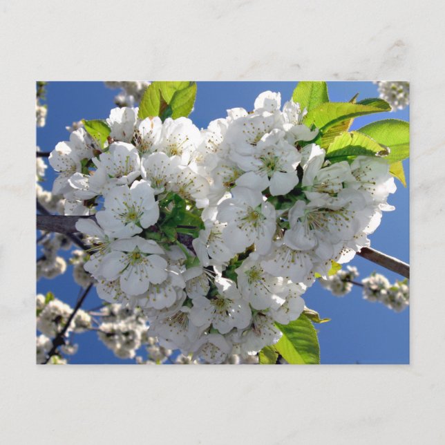 Cherry blommar hjärta vykort (Framsida)