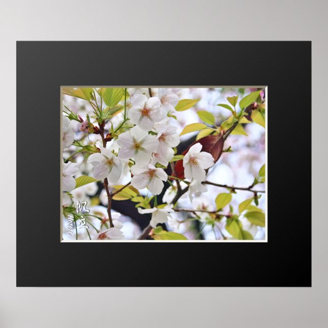 Cherry Blommar: Hotate Poster (Framsidan)