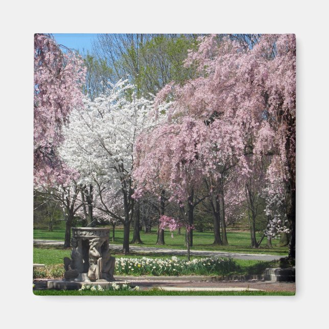 Cherry-Blommar i Philadelphia Magnet (Framsidan)