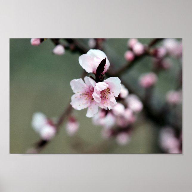 Cherry Blommar i Vår Poster (Framsidan)