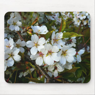 Cherry Blommar II Musmatta