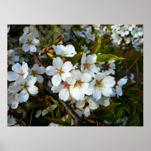 Cherry Blommar II Poster