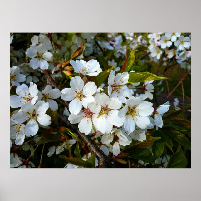 Cherry Blommar II Poster (Framsidan)
