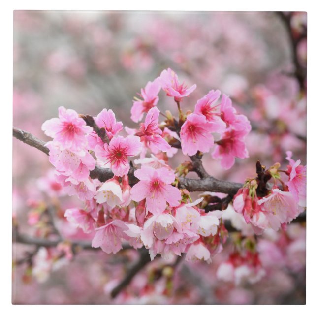 Cherry blommar Japan blommigt rosa söt unique Cer Kakelplatta (Framsidan)
