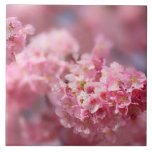 Cherry blommar Japan blommigt rosa söt unique Cer