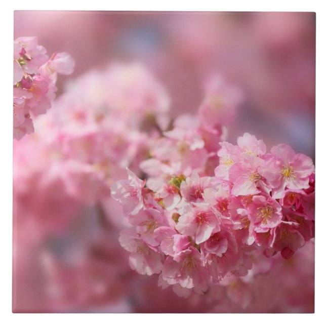 Cherry blommar Japan blommigt rosa söt unique Cer Kakelplatta (Framsidan)