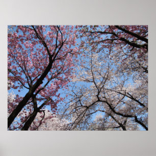 Cherry Blommar: Japan Poster