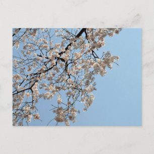 Cherry Blommar: Japan Vykort