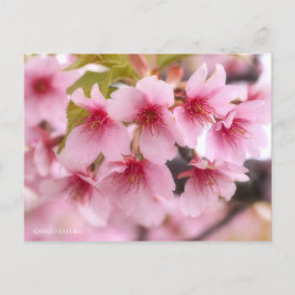 Cherry Blommar ’Kawazu-zakura’ [Postcard] Vykort