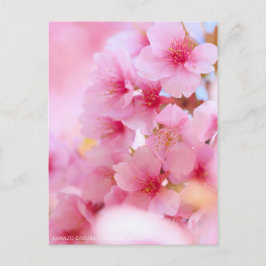 Cherry Blommar "Kawazu-zakura":Postkort Vykort