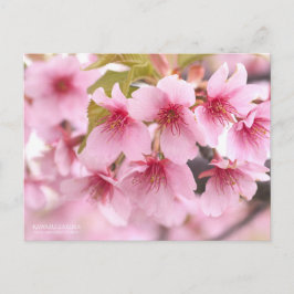 Cherry Blommar "Kawazu-zakura":Postkort Vykort