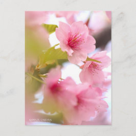 Cherry Blommar "Kawazu-zakura":Postkort Vykort