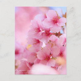 Cherry Blommar "Kawazu-zakura":Postkort Vykort