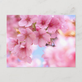 Cherry Blommar "Kawazu-zakura":Postkort Vykort