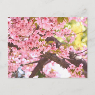 Cherry Blommar "Kawazu-zakura":Postkort Vykort