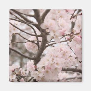 Cherry Blommar Magnet
