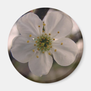 Cherry Blommar Magnet