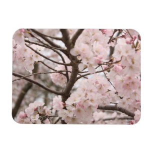 Cherry Blommar Magnet