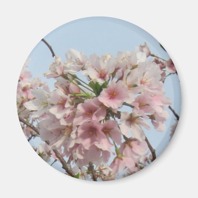 Cherry Blommar Magnet (Framsidan)