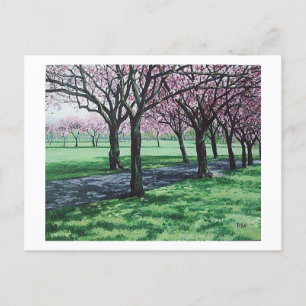 Cherry blommar. Meadows, Edinburgh Pola.B.Alex Helg Vykort