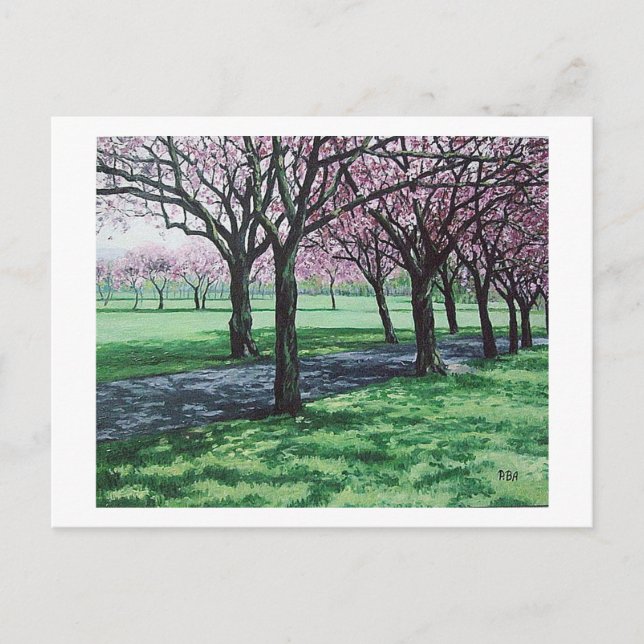 Cherry blommar. Meadows, Edinburgh Pola.B.Alex Helg Vykort (Framsida)