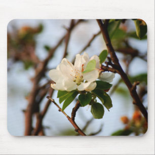 Cherry Blommar Musmatta