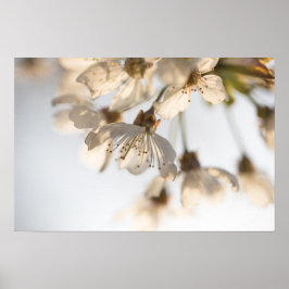 Cherry Blommar Nature Photo Poster
