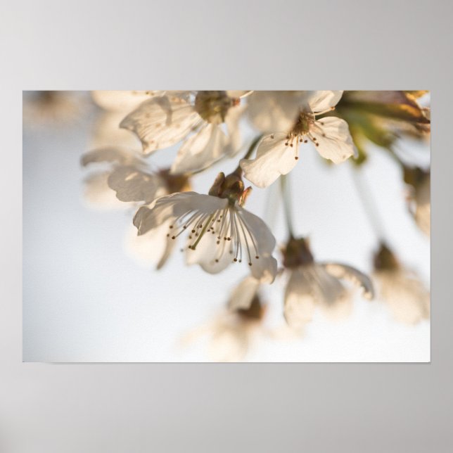 Cherry Blommar Nature Photo Poster (Framsidan)
