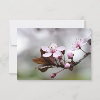 Cherry Blommar Notecard Anteckningskort