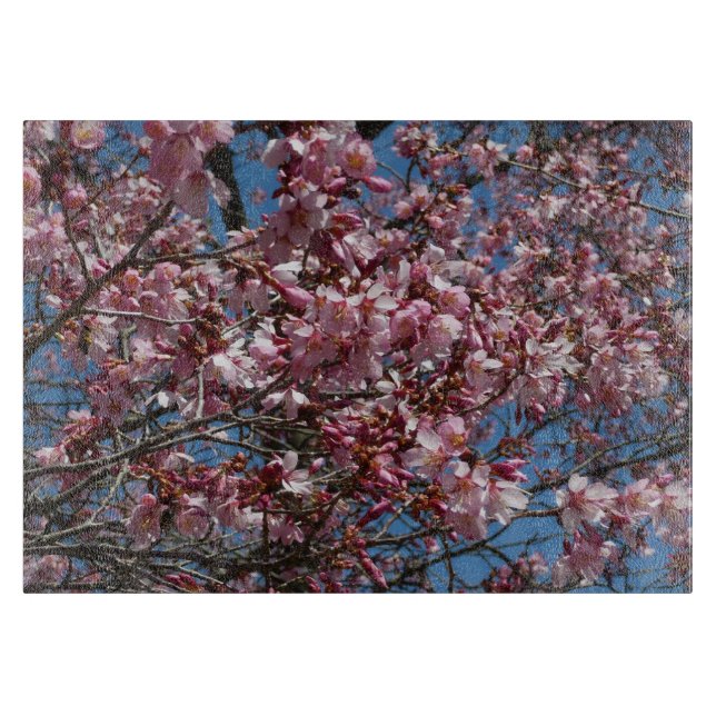 Cherry Blommar och Blå himmel Vår Blommigten (Framsidan)