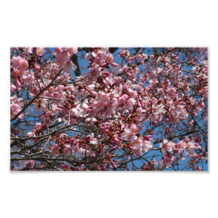 Cherry Blommar och Blå himmel Vår Blommigten Fototryck